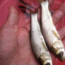 草鱼苗，广草鱼苗，长势快，成活高，量大从优，欢迎各位订购