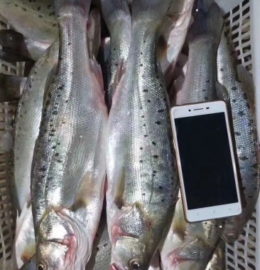 微商爆款海水鲈鱼超级价