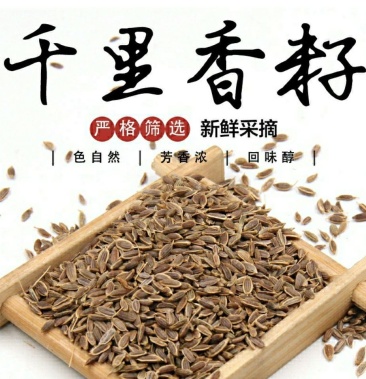 [莳萝子批发]莳萝籽新货特级干货,规格齐全出售,各类香料价格22.