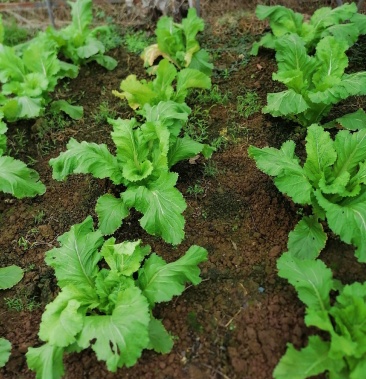 精品儿菜儿大且长颜色白嫩