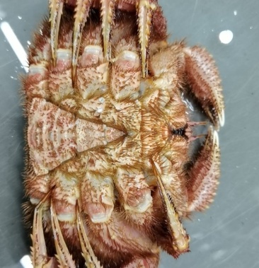 冰鲜红毛蟹长脚蟹帝王蟹鲜活均有售,上海档口直发