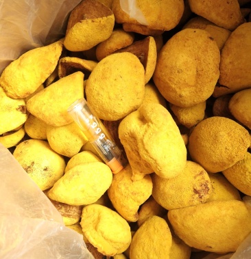 中药材桑木桑黄人工种植