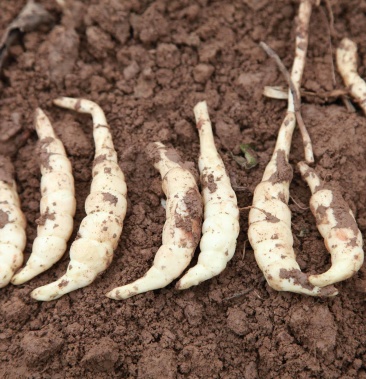 虫草参地参新鲜现挖现发秦岭野生地蚕竹节参