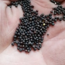 厂家直销精选大颗粒油菜籽，鸽粮油菜籽，及鸽粮配料