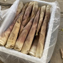 福建南平春笋雷竹笋5斤装大笋精品笋一件代发对接团队