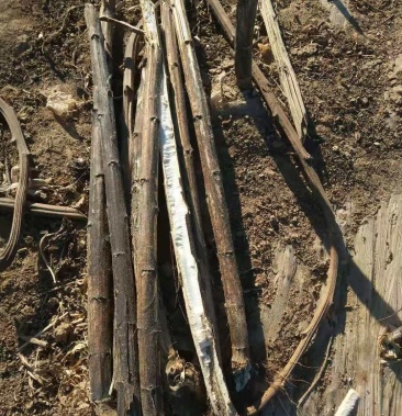 向日葵杆内蒙古巴彦淖尔市五原县向日葵杆