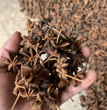 干枝八角 广西一级干枝八角 自家林地生产加工 足干货