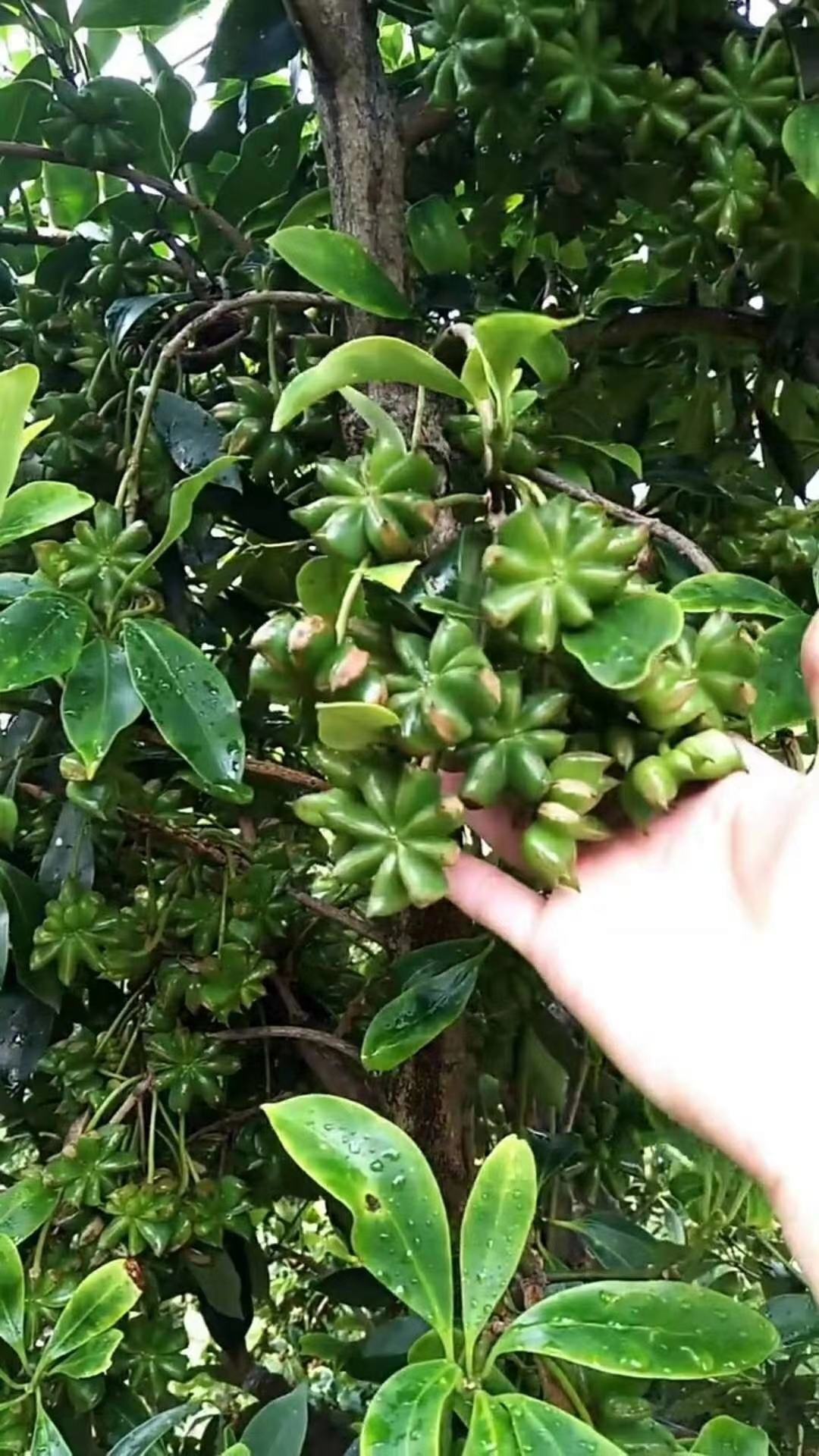 (順豐包郵)廣西藤縣古龍大紅八角嫁接苗優良品種杯苗地苗