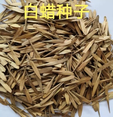 速生白蜡种子白腊种子金叶白蜡当年新采发芽率高