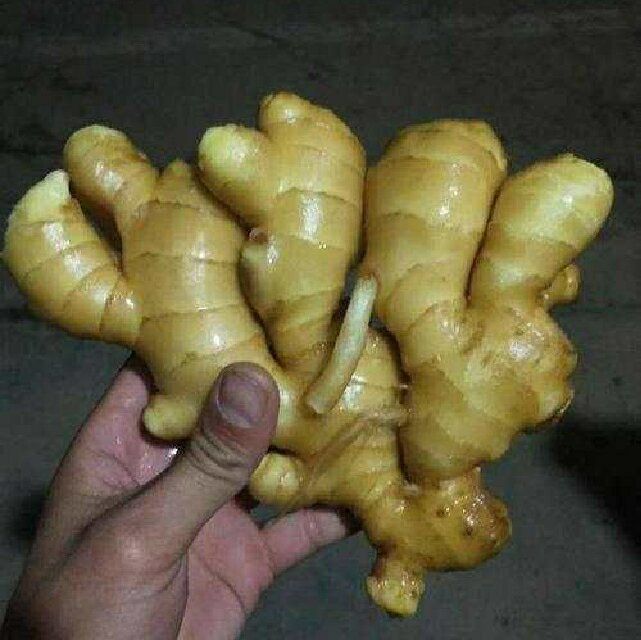 老姜头与老姜的对比图