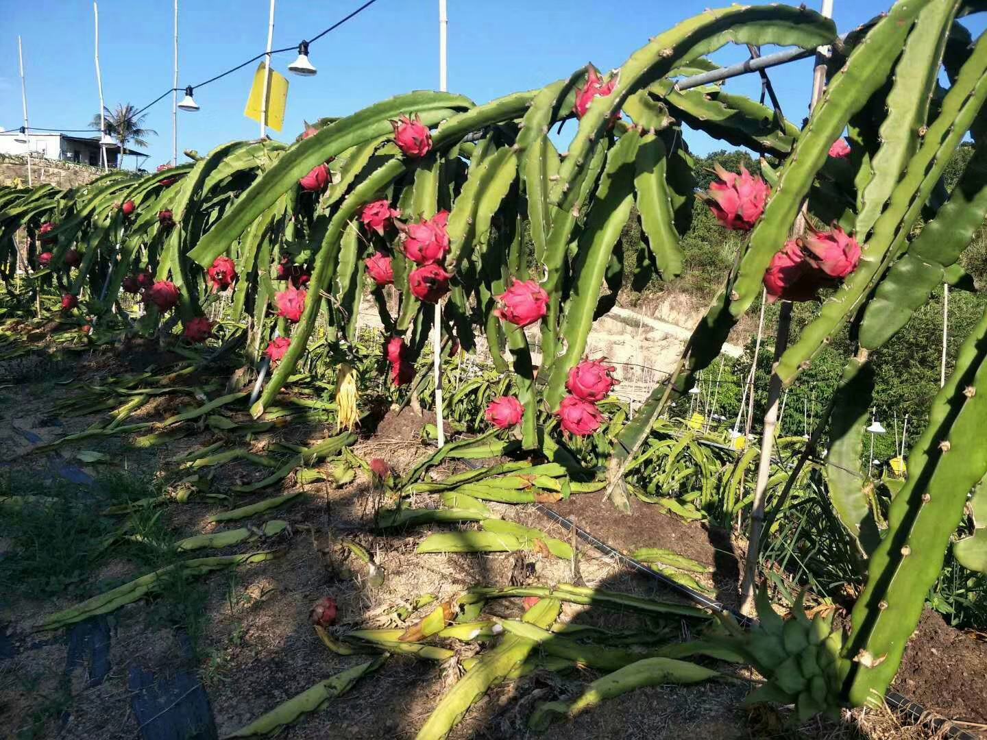 红心火龙果盛产季果园实景