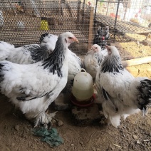 家禽饲养珍禽养殖各种鸡观赏鸡肉鸡