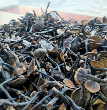 海南 五指山,深山竹林里,野生 竹灵竹.