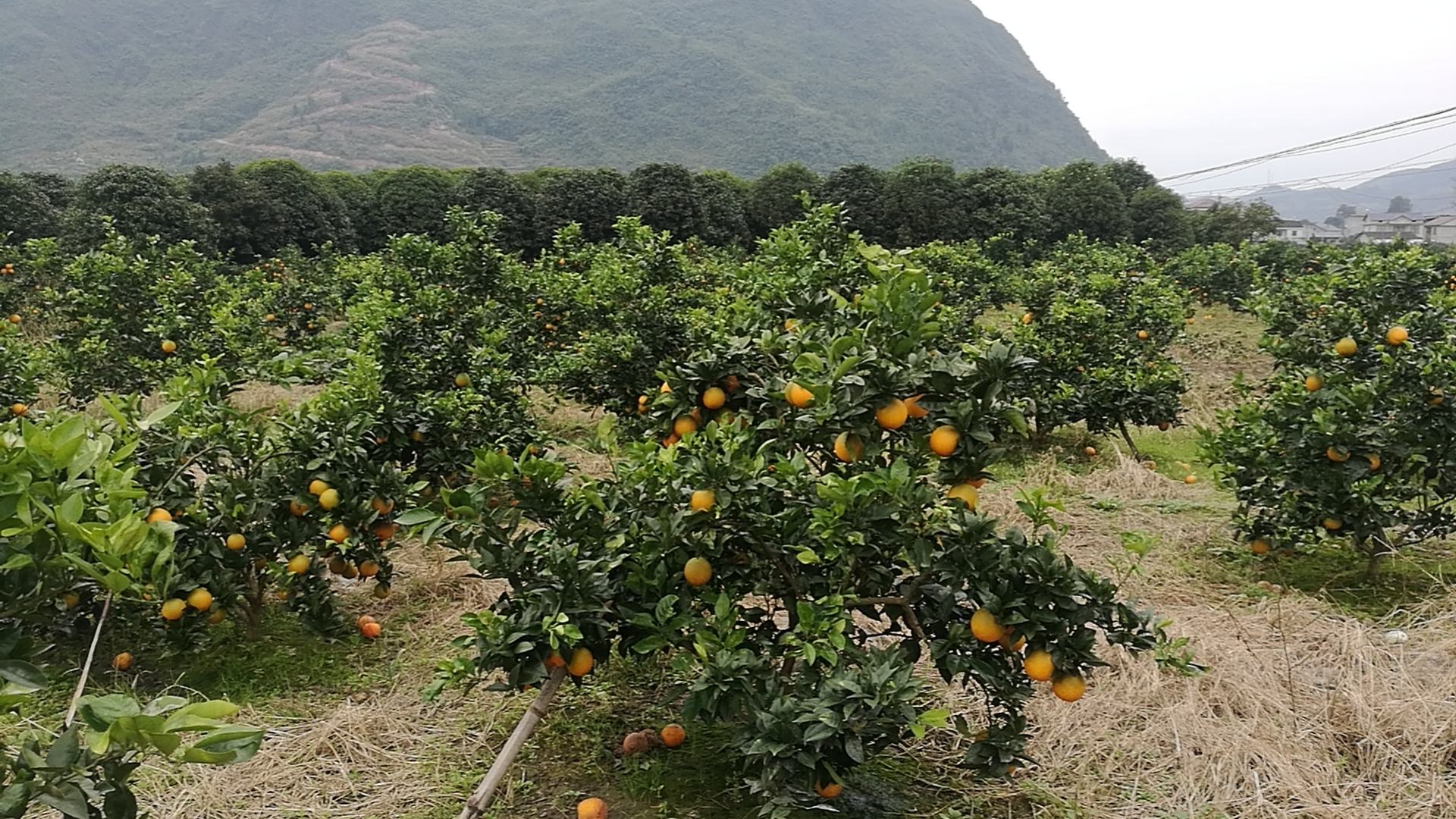 纽荷尔脐橙果园中果农正在采摘成熟的果实,金黄的果实挂满枝头,呈现出一派丰收景象 纽荷尔脐橙果园丰收场景