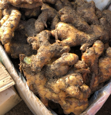 [生姜批发]圆头姜 泥姜 水洗姜 大量有货 需要的联系价格2.00元/斤 - 