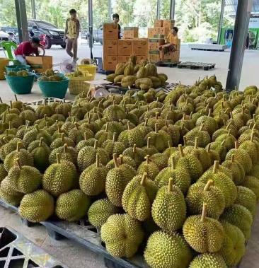 泰国高山老树货金枕头榴莲一手货源现货秒发一件3436斤