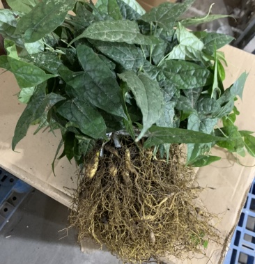 [批发]中药材 金果榄种苗价格1.50元/棵 - 一亩田