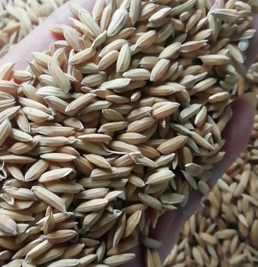 【品质保障】19年丰优稻谷 过风除杂过净粮 国库提货