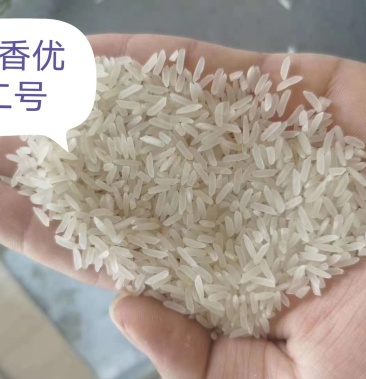 湖北武穴野香优二号精米野香优2号标米新鲜漂亮有饭味