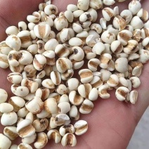 贵州薏仁米，颜色白，除湿
