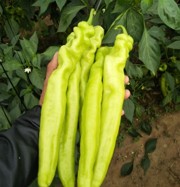 黄皮辣椒河南安阳直供货源充足价格美丽量大从优诚信第一