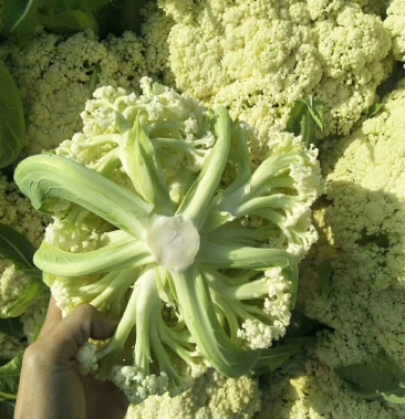 福建千亩基地白面青梗散花,2~3斤 可散装,可精品装