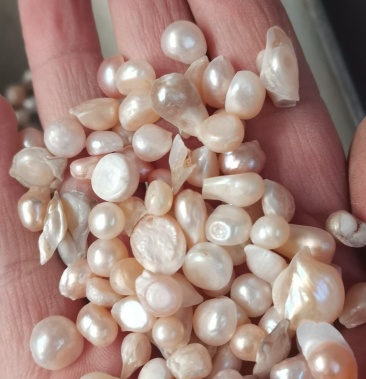 【牛商推荐】珍珠 珍珠粉 袋装珍珠粉250克5小袋 包邮