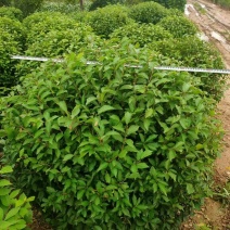 榆叶梅球80-1.5米冠幅大量出售，基地一站式直发