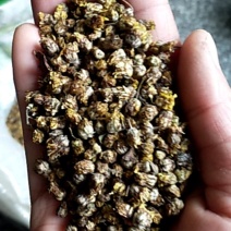 纯野生菊花，纯手工采摘