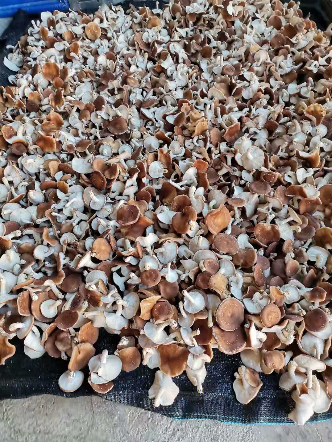 00元/斤 - 一亩田