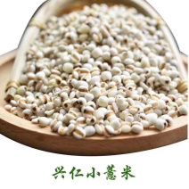 贵州兴仁薏仁米大货批发零售康美中药城