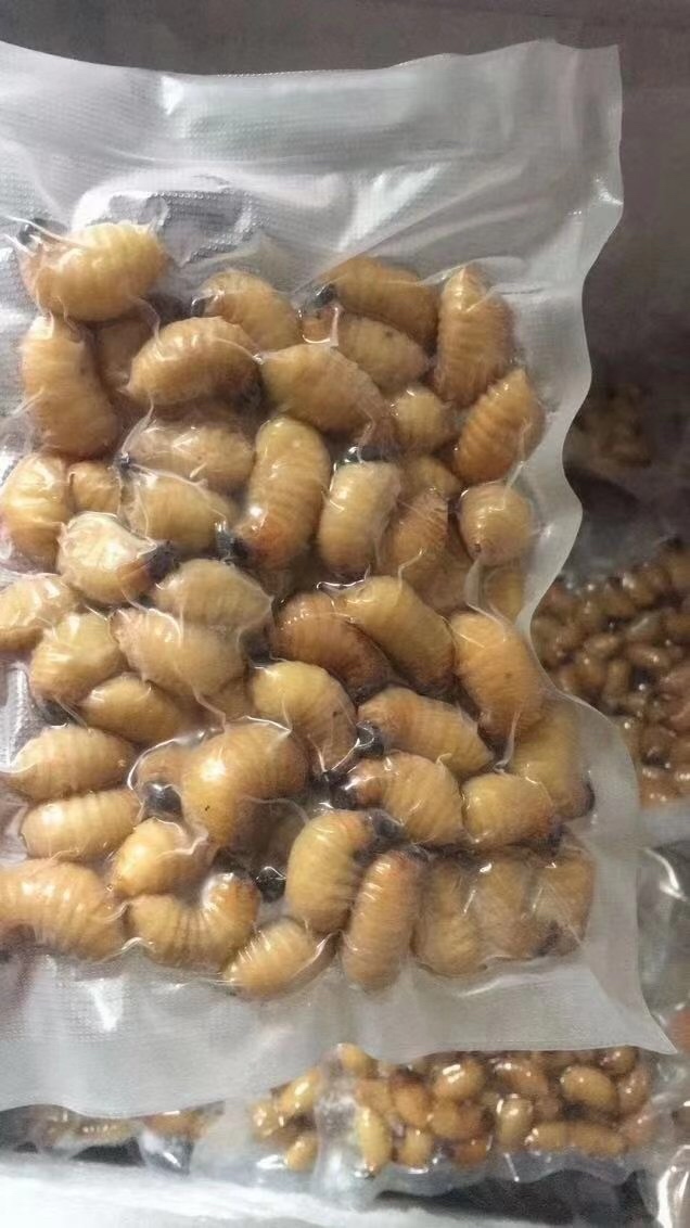 [竹虫批发]广西竹笋虫活体 新鲜椰子虫 笋竹虫 竹虫 商品虫价格80.