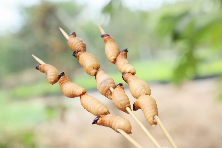 [竹虫批发]广西竹笋虫活体 新鲜椰子虫 笋竹虫 竹虫 商品虫价格80.