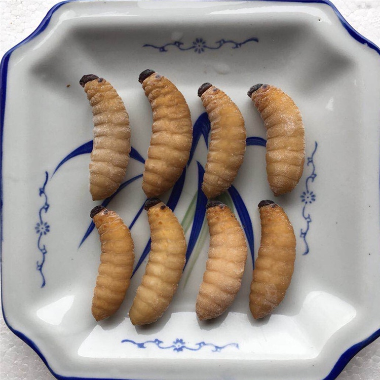 [竹虫批发]广西竹笋虫活体 新鲜椰子虫 笋竹虫 竹虫 商品虫价格80.