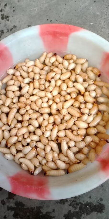 [竹虫批发]广西竹笋虫活体 新鲜椰子虫 笋竹虫 竹虫 商品虫价格80.