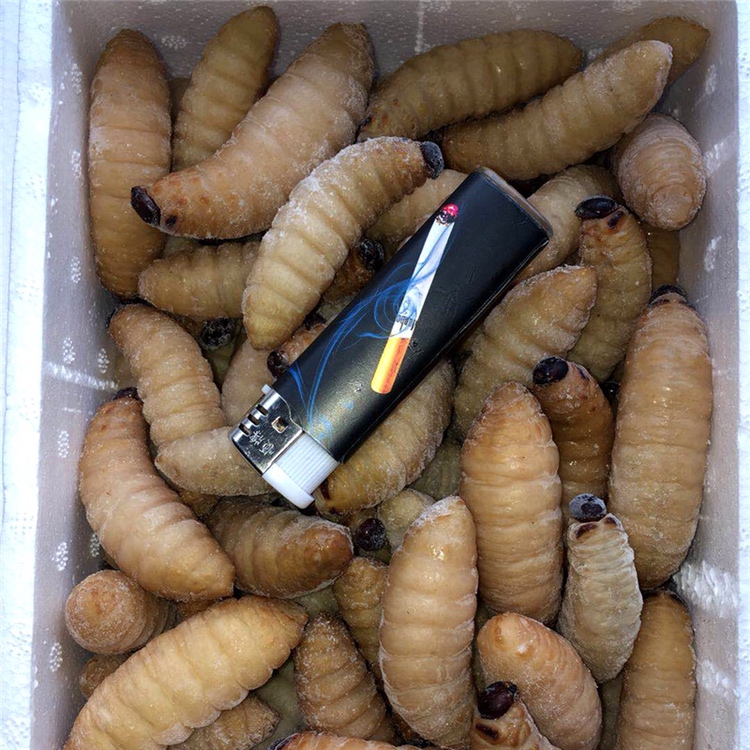 [竹虫批发]广西竹笋虫活体 新鲜椰子虫 笋竹虫 竹虫 商品虫价格80.