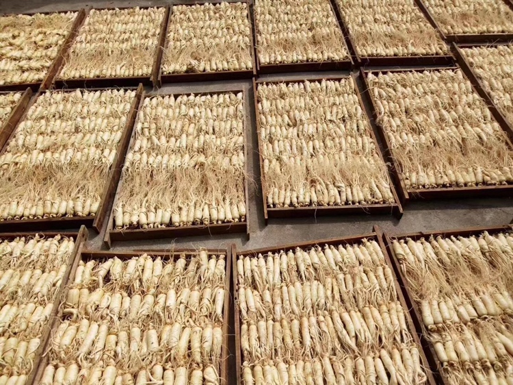 新鲜生晒参特写：带须完整参体，表皮浅黄褐泛蜡质光泽，主根粗壮饱满，须根纤长洁净，附少量山地腐殖土痕迹，背景为竹编晾晒匾与晨光中的长白山林缘