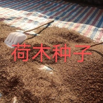 木荷种子，供应新鲜优质木荷种子，欢迎新老客户联系下单
