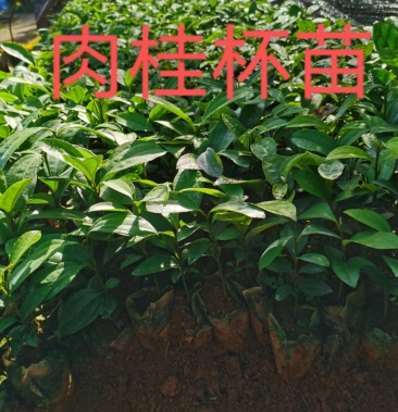 玉桂又称肉桂杯苗现在可以岀圃了,一年生优质苗,欢迎定购