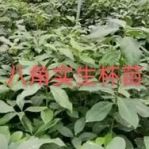 八角苗，供应实生杯苗，（优质实生苗），这是自育自拍苗图片