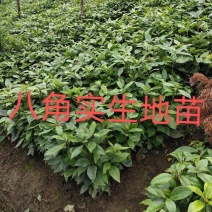 【精品】八角树苗供应10万株根苗高度20-50公分