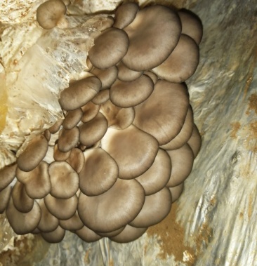 小黑平菇欢迎前天订货批发