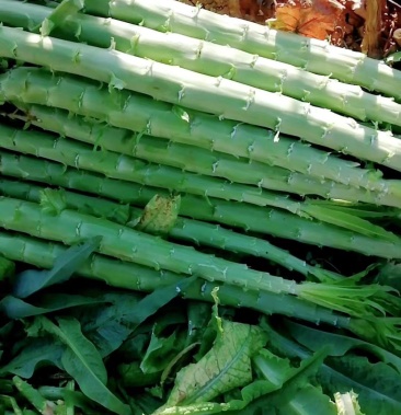 三青莴笋杆子 大量上货中有需要的老板. 联系