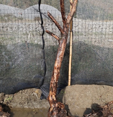 云南山木香精品下山老桩