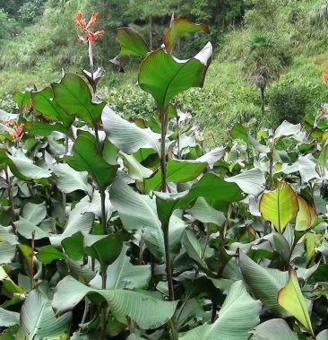 芭蕉芋淀粉云南芭蕉芋粉芭蕉芋凉粉原料
