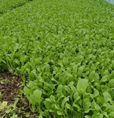 鸡毛菜常年供应稳定100亩产量每天3000斤供应
