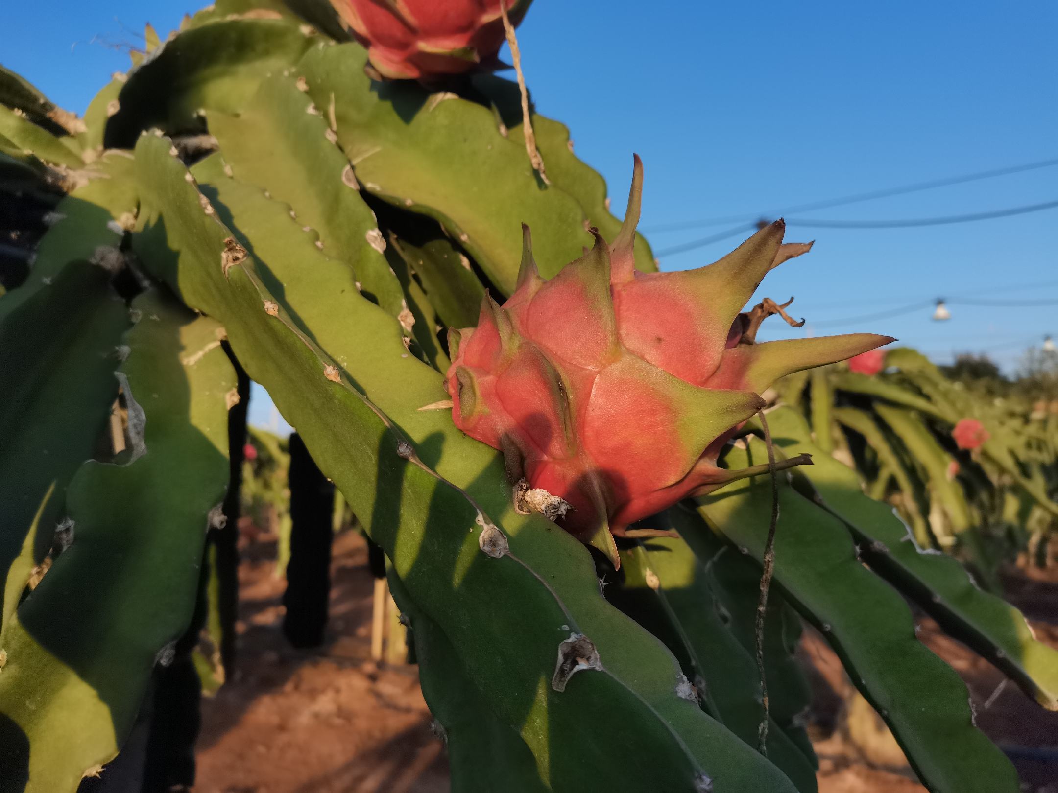 农户在果园采摘红心火龙果