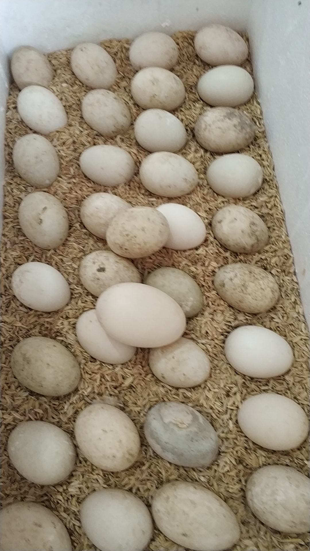 [番鸭蛋批发]头蛋,双黄番鸭蛋散养价格6.00元/斤 - 一亩田