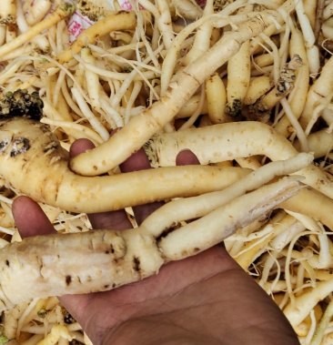 [土党参批发]野生土党参,无农药无化肥,大枝条,大根茎价格18.