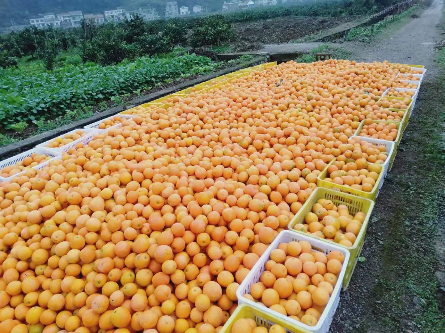 雷波县脐橙采摘现场,果农正在采摘成熟的纽荷尔脐橙 雷波纽荷尔脐橙采摘现场